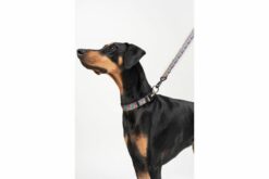 Zoomiez Bolt Dog Leash & Collar Walking Set