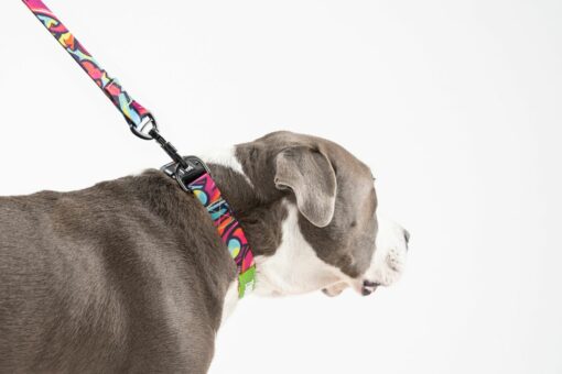 Zoomiez Drip Dog Collar