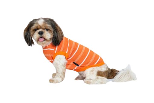 Pawgy Pets Summer T-Shirt: Orange