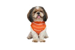 Pawgy Pets Summer T-Shirt: Orange