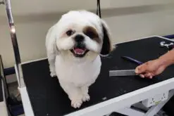 Dog Grooming at Home, Dog Wash, Cat Grooming Services - Dog Hair Cutting  Near Me
