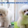 Up to 30% Off Zigly At Home Grooming For Dogs