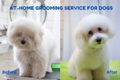 Up to 30% Off Zigly At Home Grooming For Dogs