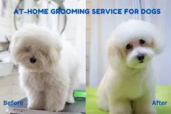 Dog Grooming at Home, Dog Wash, Cat Grooming Services - Dog Hair Cutting  Near Me