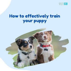 How to Effectively Train Your Puppy