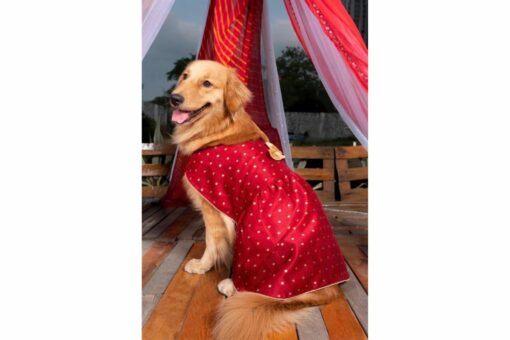 Vastramay Maroon & Gold Self Design Dog Dress