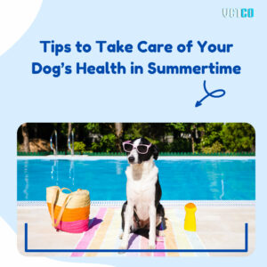 Important Tips to Take Care of Dog Health in Summer