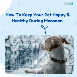 How To Keep Your Pet Happy & Healthy During Monsoon