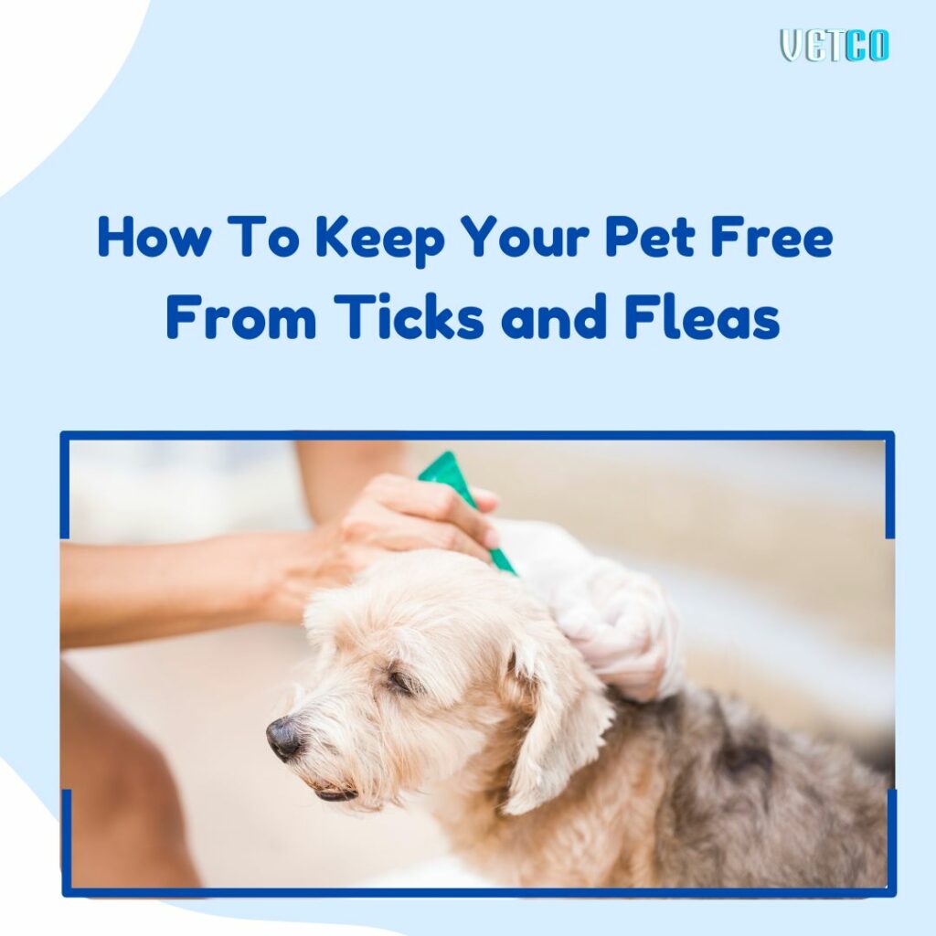 How To Keep Your Pet Free From Ticks and Fleas